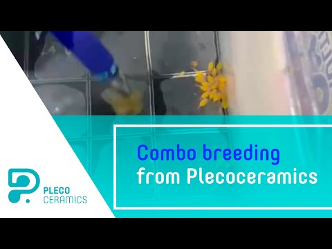 Combo breeding from Plecoceramics Our website https_//plecoceramics.com/
Instagram https_//instagram.com/plecoceramics
Facebook https_