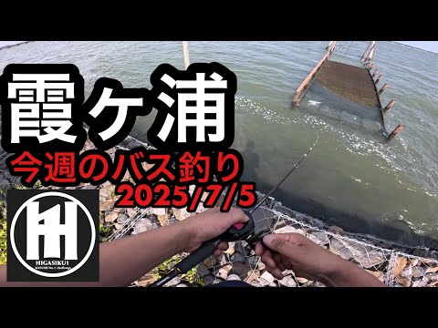 バス釣り今週の霞ヶ浦!本湖縛り!2025年7月5日