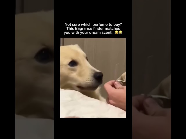 Follow for music, memes & unexpected  fun! 🎹 #cuteanimals #doglover #goldenretriever