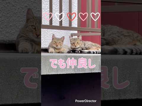 野良子猫ちゃん兄弟🐱　#野良猫 #子猫 #cat