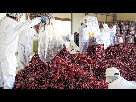 압도적인 대규모 공장 스케일!! 대한민국에서 가장 많이 팔리는 짬뽕 맛집 몰아보기 / Amazing! Korean Spicy Noodles Factory