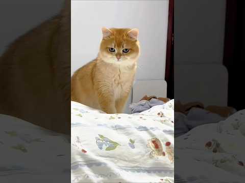 Cat video ! cat voice ! cat sound ! cat meowing #shorts #youtubeshorts #cat #cats #catsound
