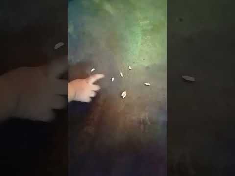 #my#baby#jalmudi##khar#shortsvideo