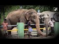 Tamil Nadu News | Trichy Elephant Center Fights The Summer Heat With Cooling Foggers - 01:52 min - News - Video