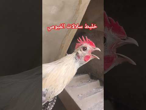 دجاج خليط سلالات الفيومي #explorepage #fypage #fypシ゚viral #funny #animals #anime #trending #usa