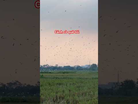 Quê tôi rất là nhiều cò #tuấnhayđi