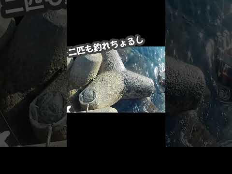 似てるけど違う #釣り 見たことない魚が釣れた