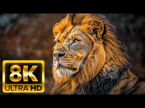 WILDLIFE OF AFRICA 8K: An Immersive Journey into the Majestic Lives of Africa’s Wild Animals