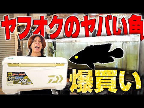 【ヤフオク怪魚】新古代魚水槽へとんでもない魚を爆買いしてしまいました