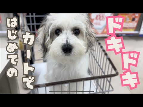 【おでかけ】子犬むう、ホームセンターでお買い物デビュー🛒
