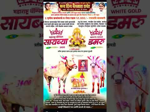 सायब्या आणि डमरू | फायनल व गुलालाचे मानकरी | #बकासुर #naadekachbailgadasharyat #bakasur #bull #cow