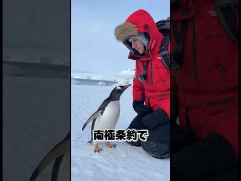 ペンギンが人間を仲間だと思う理由は？