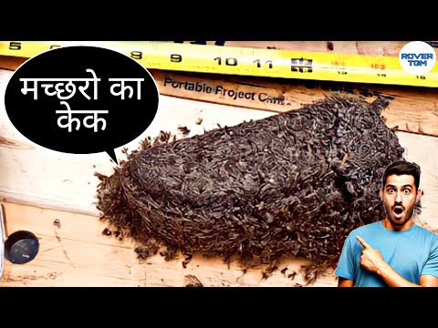 जानिए मच्छरो से बने केक के बारे में | Kunga Cake | Mosquito Cake |