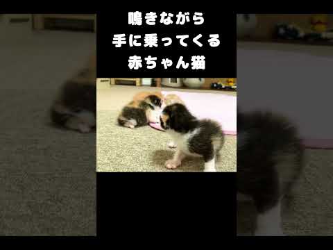 ミャーミャー鳴きながら手に乗ってくる赤ちゃん猫 #保護子猫