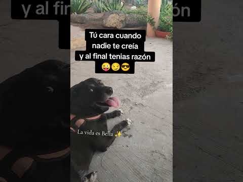 Cuando una es perra vieja y sabe cosas 🐾😏😎#animalshorts #memesviral #perros #razón #creer #humor