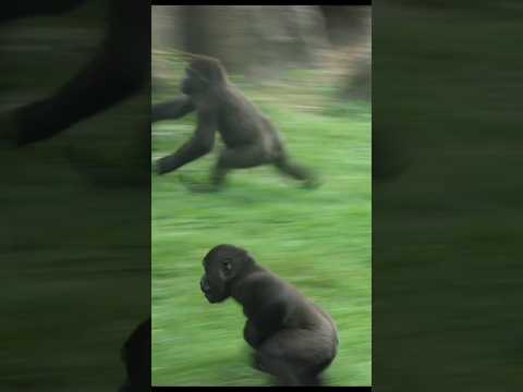 台北市立動物園の金剛猩猩が繰り広げる面白レース動画 サムネイル