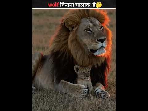 AZ #number# on #YouTube# great #factsz# video