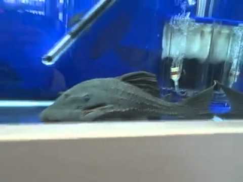 Plecos Piecos in a competition. Huge Blue Eyed Plecostomus.

Video from AQUARAMA 2011 - 12th International 