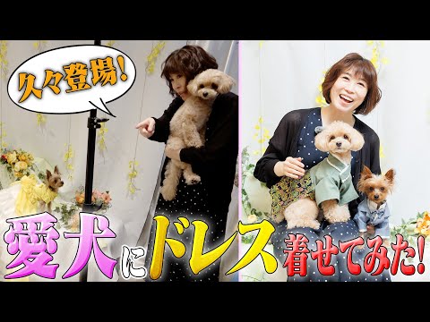 【久しぶりの我が家の愛犬登場🐶】カッチとチョコにドレス着せてみました👗