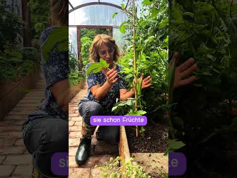 Okra: Hast du damit schon Erfahrung?