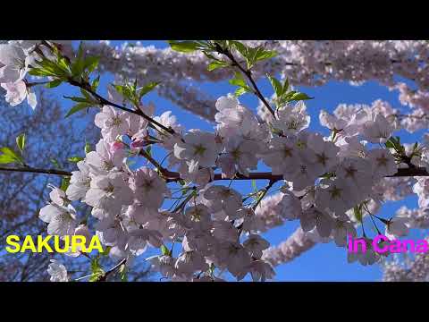 SAKURA in CANADA #Cherry Blossoms #Pink Sakura #White Sakura