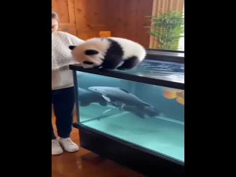 Panda 🐼 #animals #shortsfeed @MangoTV-Official @PandaShorts #ai @MrBeast @Funtvam