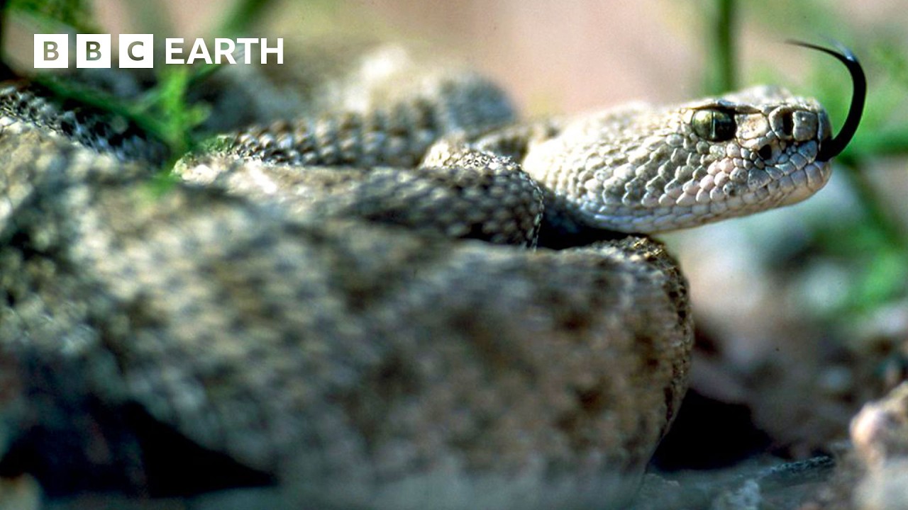 Getting Close to the World's Wildest Animals | BBC Earth