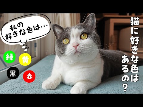 猫に見える色と猫が好きな色の不思議な関係