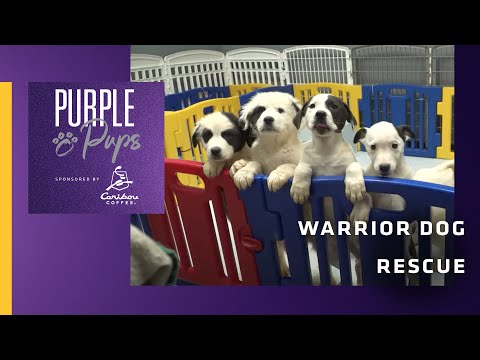 Minnesota Vikings & Caribou Coffee Team Up for Donation to Warrior Dog Rescue video clip