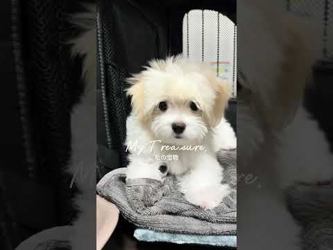 my treasure#Dog #Cute #Baby #Treasure #Maltese #犬 #可愛い #赤ちゃん #宝物 #チワマル