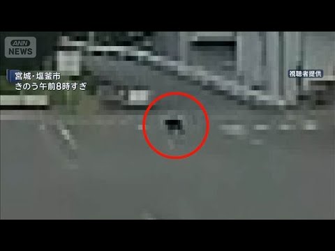 Un ours squatte un bateau de pêche pendant quatre heures à Shiogama