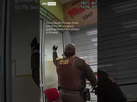 Wild turkey causes chaos inside Indiana shop #shorts #usa
