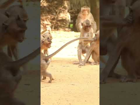 Monkey video Prank monkey #funny #monkey #monkeyvideo #animals #funnyanimal #monkeyshow #animals