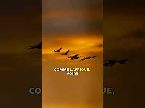 Pourquoi les oiseaux migrent ?