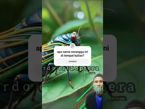 AMAZON JUNGLE, WILD FACTORY : TONGGERET, ORDHO orthoptera #shorts #amazon #facts