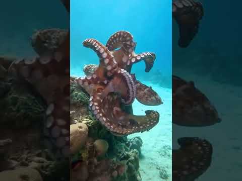 fakta unik gurita #shorts #faktaunik #pengetahuan #infosingkat