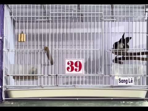 Mã 39 🌾 êm mới ra lồng