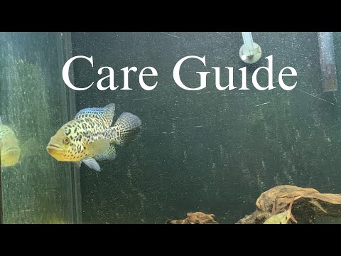 Watch before you get a Jaguar Cichlid!!!(Parachrom My very first male jaguar cichlid. Help me pick out a name for him and come along the journey to wat