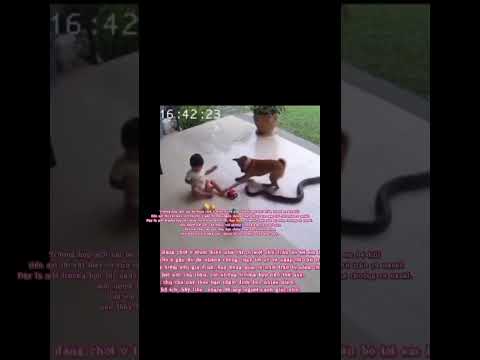 Tình huống nguy hiểm (cảnh giác)