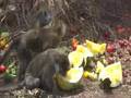 Sanctuary monkeys eat watermelon: Two