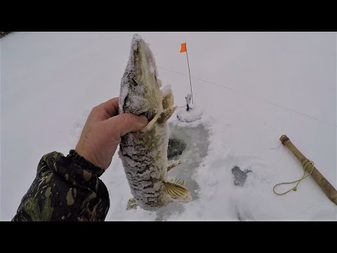 09.11.21 РЫБАЛКА НА ОЗЁРАХ ЩУКА НА ЖЕРЛИЦЫ