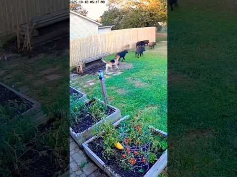Brave Dog Defends Yard from Hogs 🐾💪