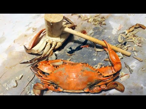 BLUE CRABS!!! How to catch crabs - How to cook and eat crabs