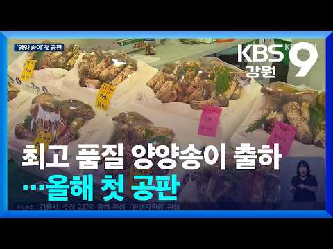 전국 최고 품질 <strong>양양송이</strong> 출하 시작…올해 첫 공판 / KBS  2026.09.17.