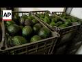 Mexicos avocado producers demand solutions to insecurity amid US export shutdown