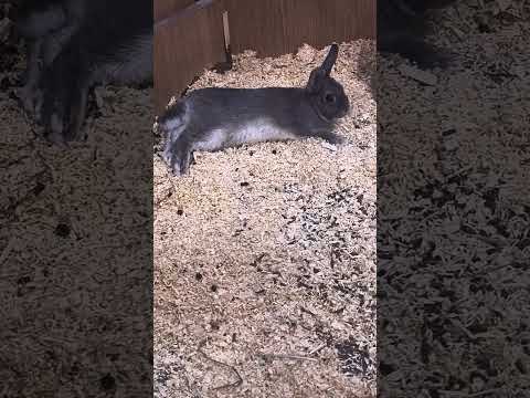 The spirit animal we all secretly have 🐰 #ukshort s#bunny #relatable #animal #lowbattery #british