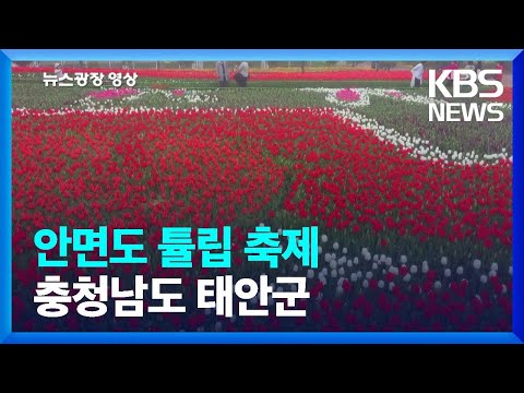 [뉴스광장 영상] 안면도 튤립 축제 / KBS  2023.04.20.