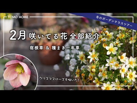 【オススメ品種】クリスマスローズや宿根草・寄せ植えの様子など全部紹介【種まき苗】