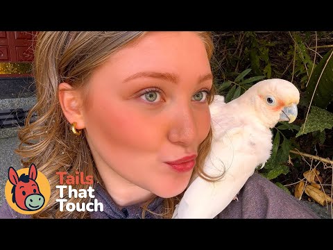 The ‘Aggressive’ Parrot Who Changed Her Rescuer’s Life