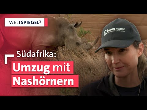 Freiheit für 2.000 Nashörner in Südafrika | Weltspiegel